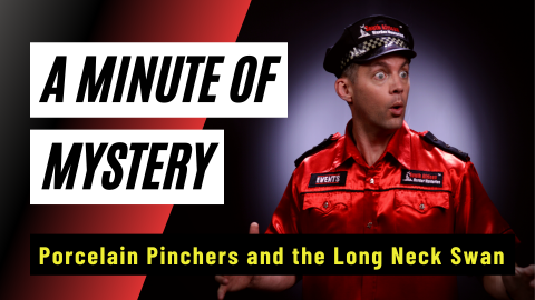 Minute-Of-Mystery | Porcelain Pinchers and the Long Neck Swan